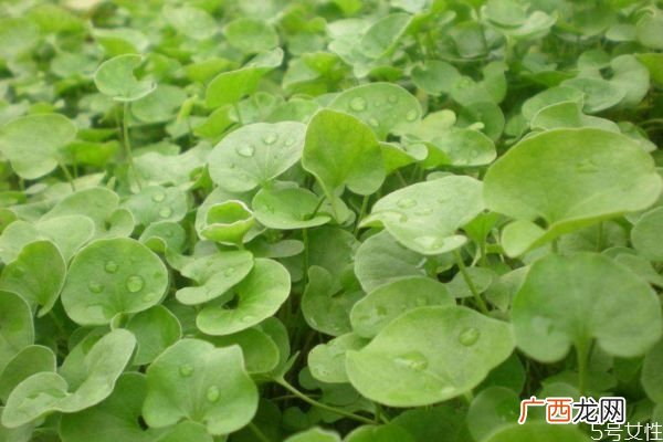 马蹄金是一种什么植物呢 马蹄金有什么作用呢