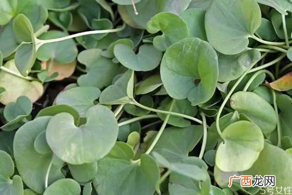 马蹄金是一种什么植物呢 马蹄金有什么作用呢