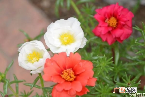 半支莲的花语是什么呢 半支莲应该怎么种植呢