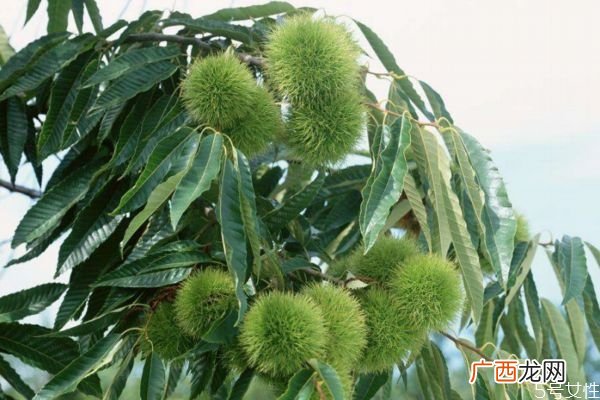 栗子树生长环境是怎么样呢 栗子树种植应该注意什么呢