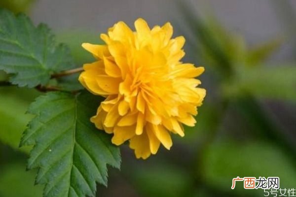 棣棠的花语是什么呢 棣棠的种植有什么注意的呢