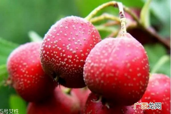 冬季泡什么水喝比较好 冬天用什么泡水喝最好