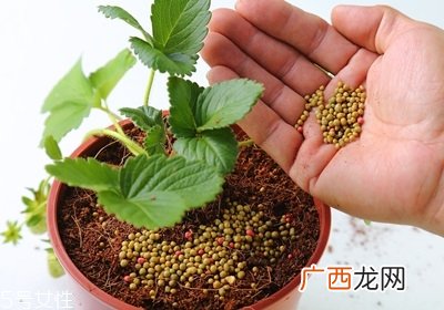 盆栽草莓的种植方法 草莓盆栽怎么养