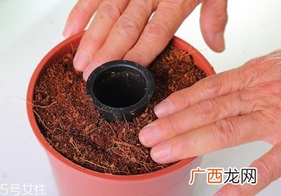 盆栽草莓的种植方法 草莓盆栽怎么养