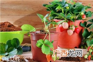 盆栽草莓的种植方法 草莓盆栽怎么养