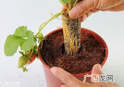 盆栽草莓的种植方法 草莓盆栽怎么养
