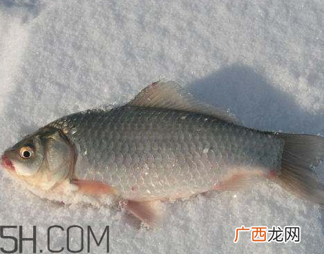 立冬后还好钓鱼吗 立冬前后钓鱼技巧