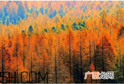 枫叶可以用来做什么？枫叶可以染头发吗？