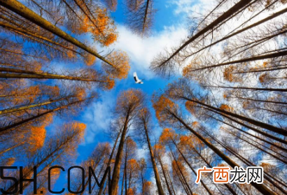 枫叶可以用来做什么？枫叶可以染头发吗？