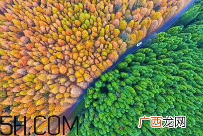 枫叶可以用来做什么？枫叶可以染头发吗？