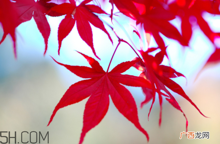 枫叶几月份最红？枫叶几月的时候最美？