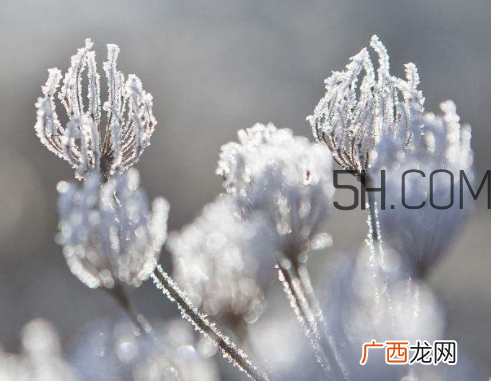 霜降会下雪吗 霜降会下霜吗