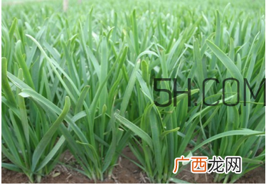韭菜种植条件有哪些？韭黄和韭菜的区别