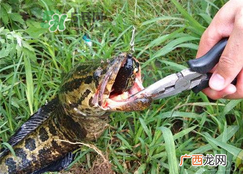 九月份可以钓黑鱼吗?9月份可以钓黑鱼吗?