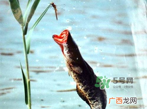九月份可以钓黑鱼吗?9月份可以钓黑鱼吗?