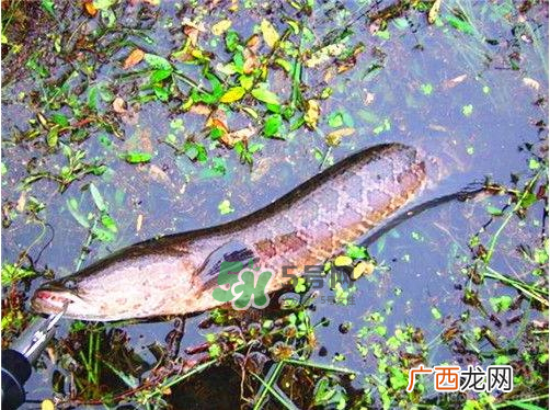 九月份可以钓黑鱼吗?9月份可以钓黑鱼吗?