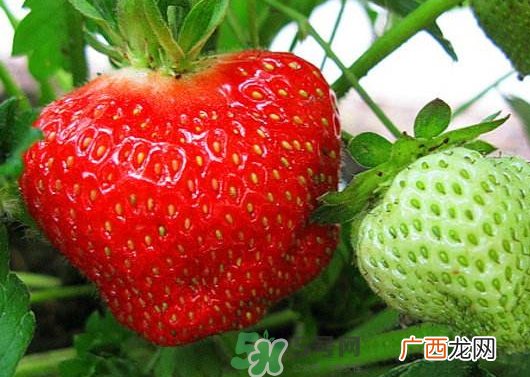 九月份可以种草莓吗？九月份有草莓吃吗？