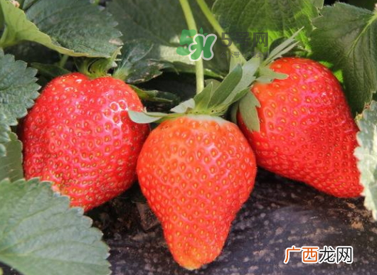 九月份可以种草莓吗？九月份有草莓吃吗？