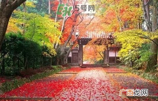 白露是寒露吗？白露和寒露的区别