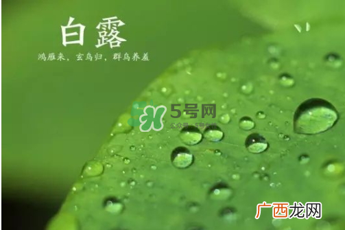 白露可以种什么菜？白露过后能种植什么蔬菜？