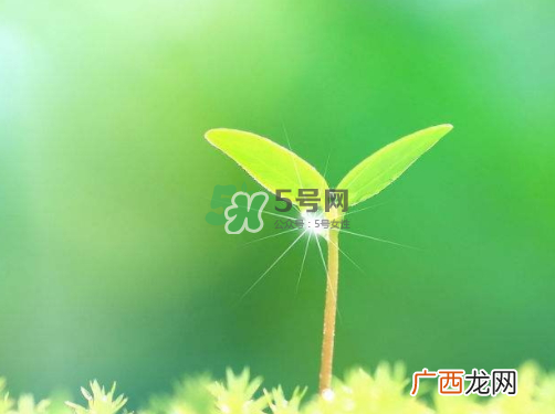 白露可以种什么菜？白露过后能种植什么蔬菜？