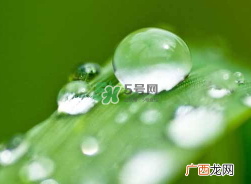 白露可以种什么菜？白露过后能种植什么蔬菜？