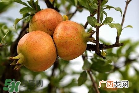中秋节吃石榴吗？中秋节吃石榴有什么寓意？