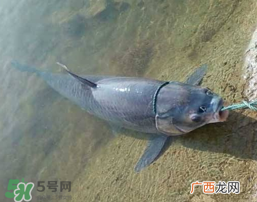青鱼怎么钓？钓青鱼用什么饵料最好？