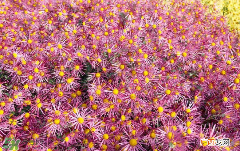 秋天开花吗？秋天的花有哪些？