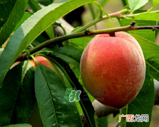 九月份还有桃子吗？9月份成熟的桃子有几种？
