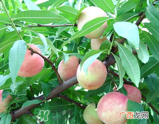 九月份还有桃子吗？9月份成熟的桃子有几种？