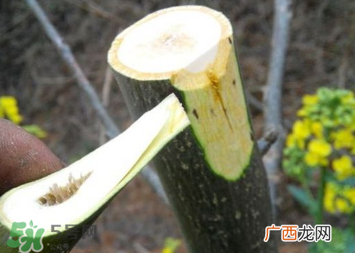 九月份能嫁接树吗？九月份怎么嫁接树？