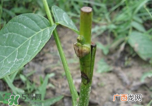 九月份能嫁接树吗？九月份怎么嫁接树？