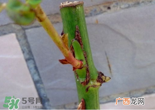 九月份能嫁接树吗？九月份怎么嫁接树？