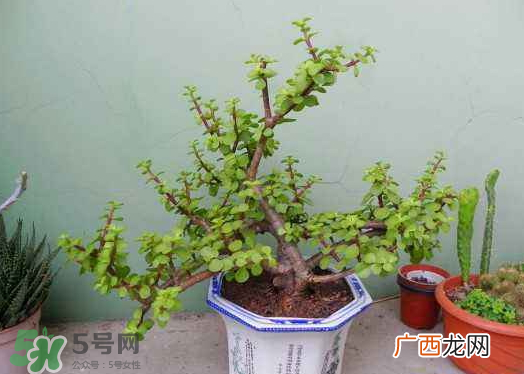 九月份能换花盆吗 九月份能移栽苹果树吗