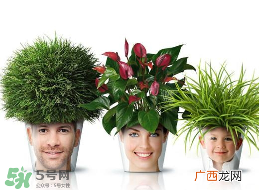 九月份能换花盆吗 九月份能移栽苹果树吗