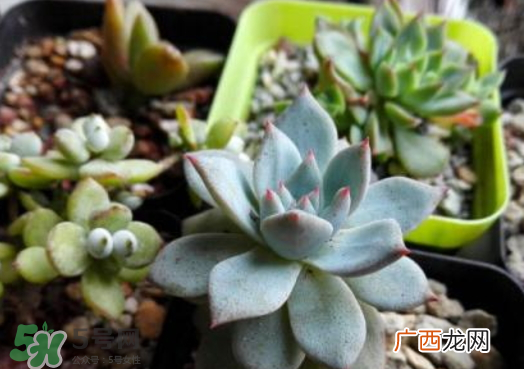 九月份能换花盆吗 九月份能移栽苹果树吗
