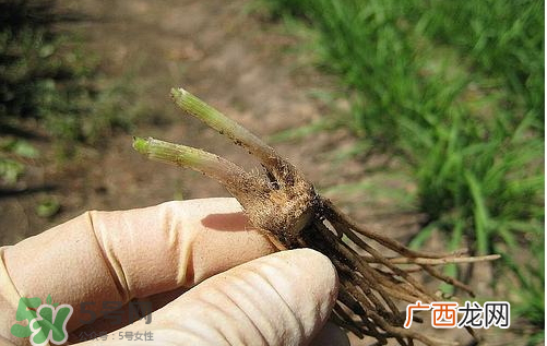 九月份能种韭菜吗 9月份种韭菜可以吗