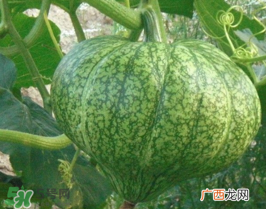 九月份可以种南瓜吗 南瓜九月份还能种吗