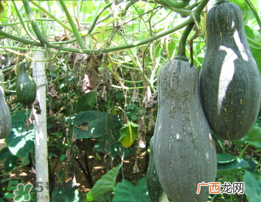 九月份可以种南瓜吗 南瓜九月份还能种吗