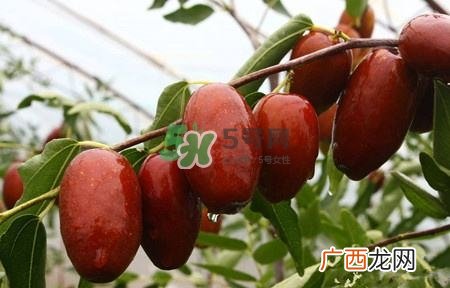 秋季吃什么水果最好？秋季常吃什么水果比较好？