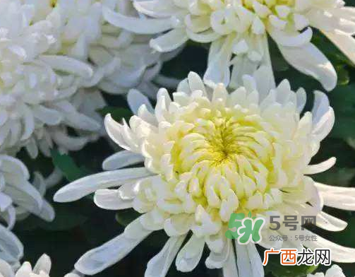 八月份能扦插菊花吗？菊花可以8月份扦插吗？