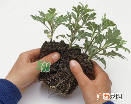 八月份能扦插菊花吗？菊花可以8月份扦插吗？