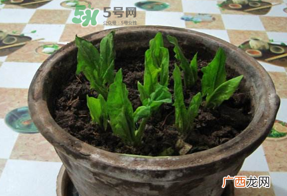 八月份可以种菠菜吗？波菜8月中旬种可以吗？