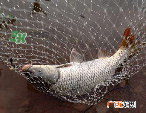 八月份钓鱼用什么料好？八月份钓什么鱼？