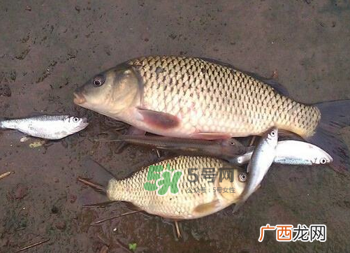 八月份钓鱼用什么料好？八月份钓什么鱼？