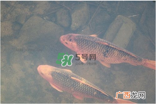 八月份钓鱼用什么料好？八月份钓什么鱼？