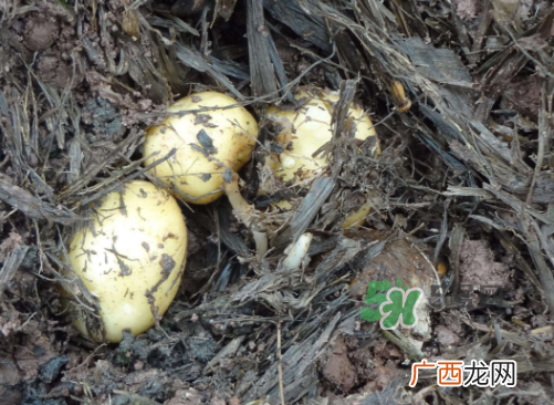 九月份可以种土豆吗？秋天能种土豆吗？
