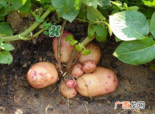 九月份可以种土豆吗？秋天能种土豆吗？