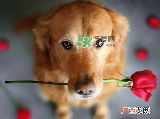 七夕可以提前送花吗？七夕节提前几天送花好？
